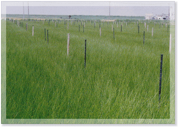 い草の作付風景　木の支柱が隠れる位まで生育したら刈り取ります。